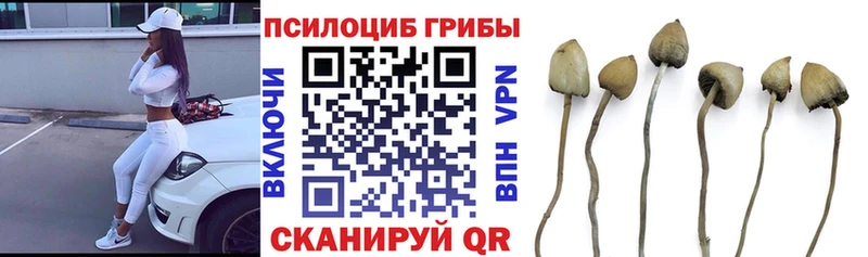 Галлюциногенные грибы мицелий  ОМГ ОМГ вход  Юрга 